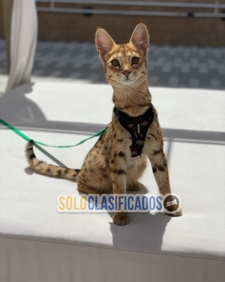 savannah f1 gatito y caracal caracat serval disponibles... 