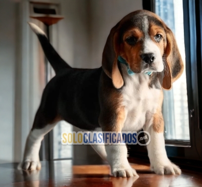 Hermoso y Precioso Cachorro Beagle Pocket Americano... 