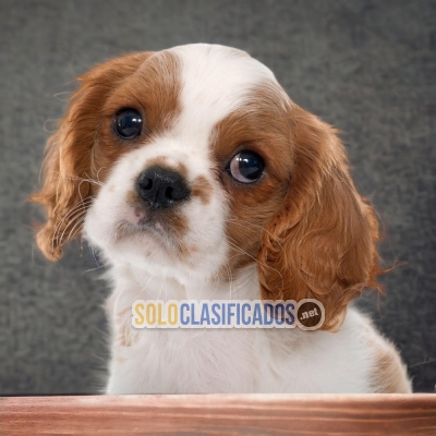 CALAVIER KING SPANIEL FOR SALE... 