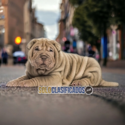 SHAR PEI  I WILL BE YOUR BEST FAITHFUL FRIEND FROM TODAY... 