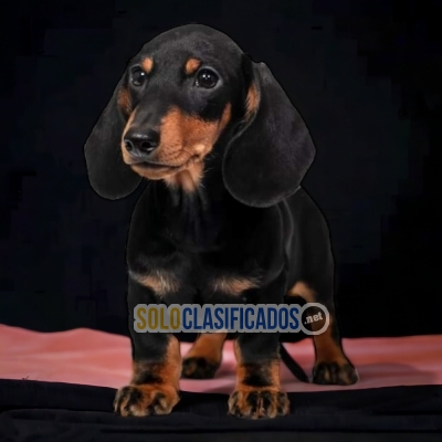DACHSHUND NEGRO FUEGO            IT WILL BE YOUR COMPANION AND BE... 