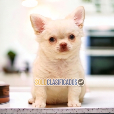 CHIHUAHUA DE PELO LARGO   IT WILL BE YOUR COMPANION AND BEST COMP... 