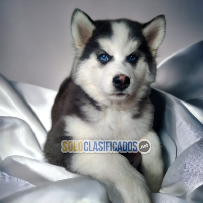 DISPONIBLES/AVAILABLE MASCOTAS HUSKY SIBERIANO... 