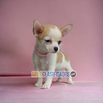 BEAUTIFUL PUPPIES AVAILABLE CHIHUAHUA CABEZA DE MANZANA... 