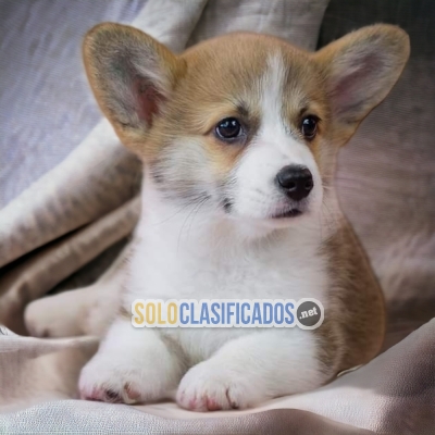 HAIRY CORGI DE PEMBROKE AVAILABLE... 