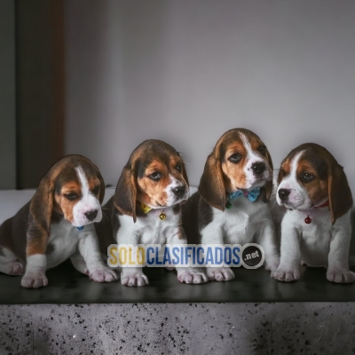 Bellos BEAGLE POKET AMERICANO... 