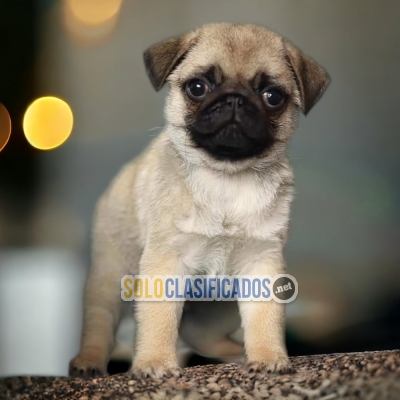 GORGEOUS PUPPIES PUG... 