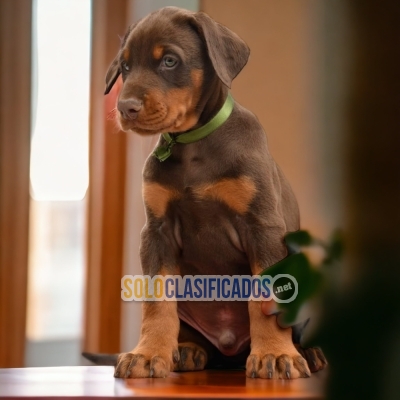 BELLO CACHORRO DOBERMAN... 