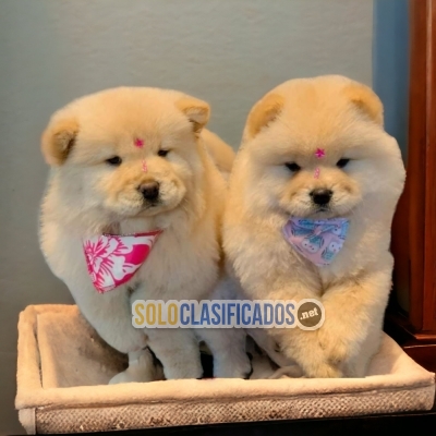 Hermosos cachorros disponibles CHOW CHOW... 