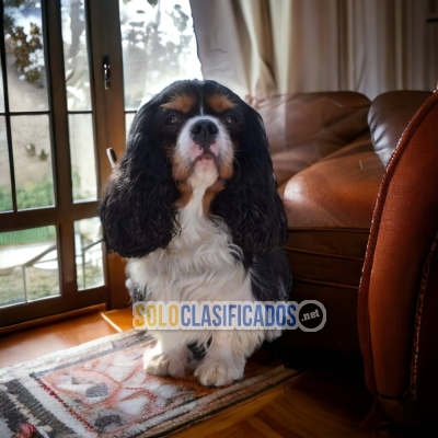 CAVALIER KING... 