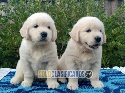 Preciosos cachorros golden retriever de criadero a excelente prec... 