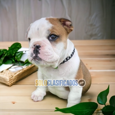 Cachorros disponibles bulldog ingles... 