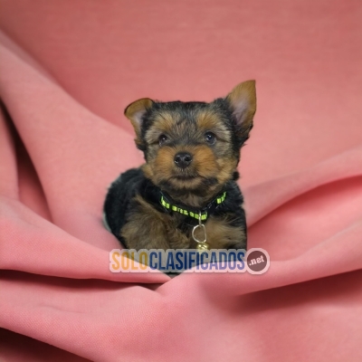 YORKIE DISPONIBLE AHORA... 