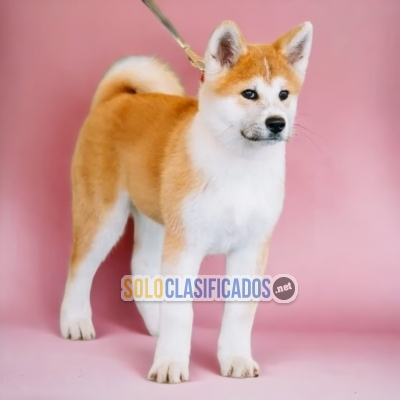 Little AKITA INU JAPONÉS... 