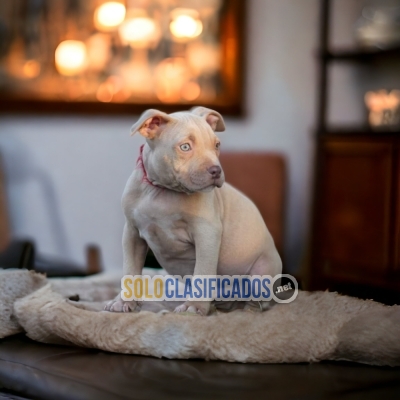 PRECIOUS PUPPIES AMERICAN BULLY... 