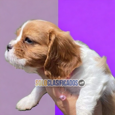 HERMOSOS CHACHORROS CAVALIER KING... 