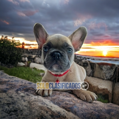 Hermosos cachorros Bulldog frances con las mejores condiciones de... 