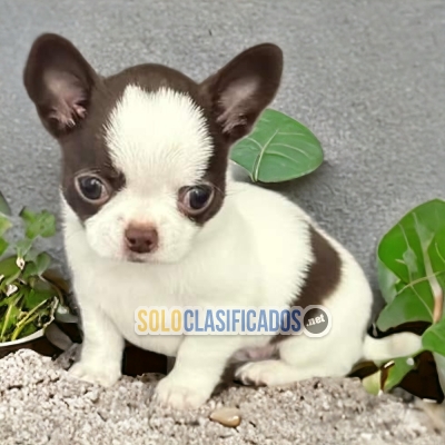 BEAUTIFUL CHIHUAHUA CABEZA DE MANZANA  PUPPY FOR SALE... 