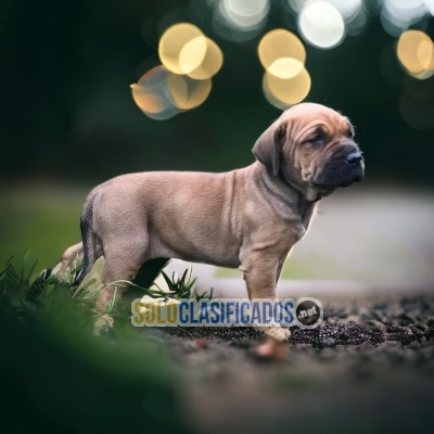 SWEETIE FILA BRASILEÑO AVAILABLE... 