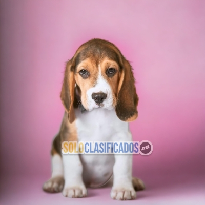 RAZA BEAGLE POKET AMERICANO... 