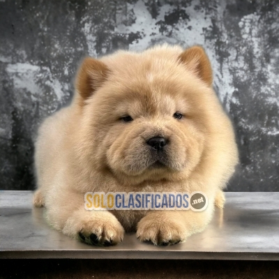 Lindo cachorro para ser el nuevo miembro de tu hogar! Raza Chow C... 