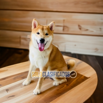 AKITA INU JAPONES AVAILABLE... 