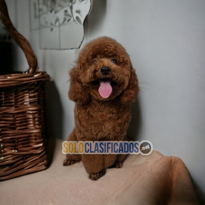 CUTE FRENCH POODLE CHOCOLATE  PUPPY FOR SALE... 