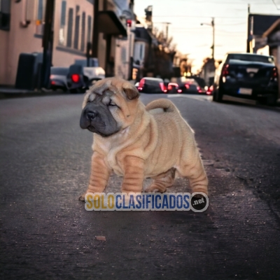 SHAR PEI                       ilinois... 