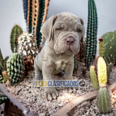 SWEET PUPPIES CANE CORSO... 