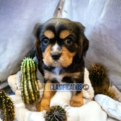 SWEET PUPPIES CAVALIER KING CHARLIE SPANIEL... 