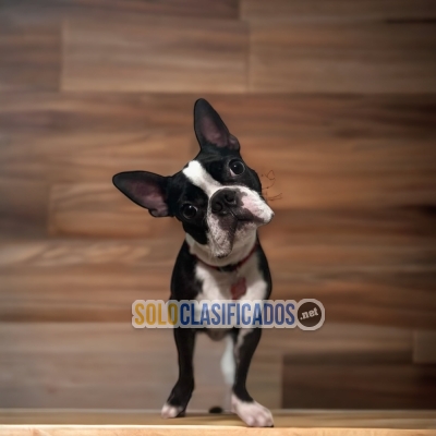 Lindo Boston Terrier... 