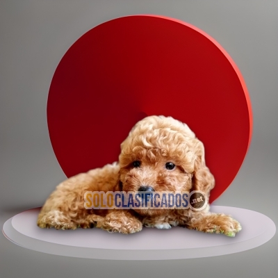 FRENCH POODLE APRICOT/ POODLE ALBARICOQUE... 