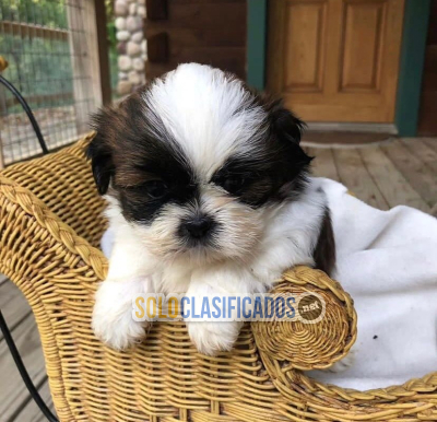 Adorables cachorros Shih Tzu machos y hembras...