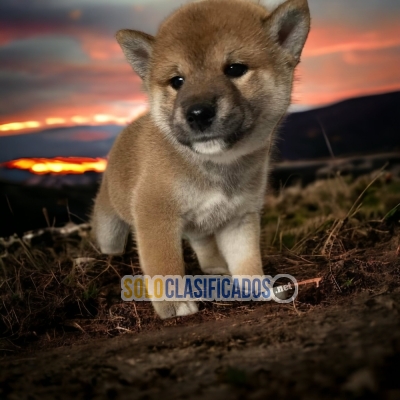 1Sweetie AKITA INU JAPONÉS... 