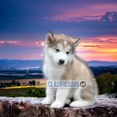 Tierno ALASKAN MALAMUTE para tu hogar... 