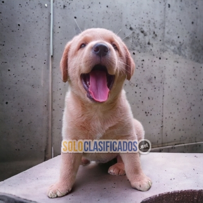 Labrador Retriever lindos cachorros disponibles... 