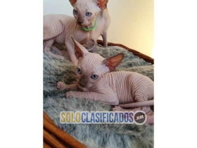 Gatitos bengala y sphynx para realojamiento... 