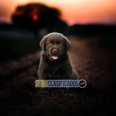 LABRADOR RETRIVIER BEIGE Y NEGRO DISPONIBLE NORTH CAROLINA... 