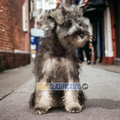 ENCANTADOR CACHORRO SCHNAUZER GIGANTE... 