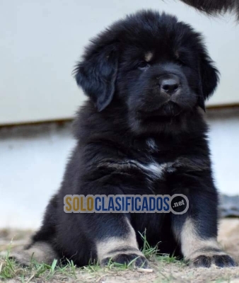 TIBETANO hermoso cachorrito... 