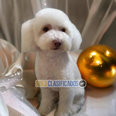 REGULAR FRENCH POODLE AVAILABLIE NORTH CAROLINA... 