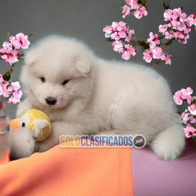 PRECIOSOS SAMOYEDO ilinois... 