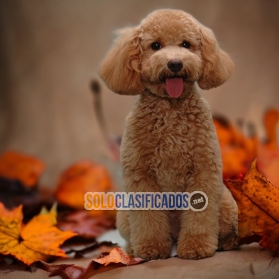 FRENCH POODLE APRICOT AVAILABLIE NORTH CAROLINA NOW... 