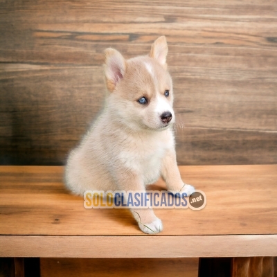 2CACHORRO ALASKAN MALAMUTE... 