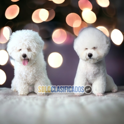 BICHON FRISE LOVE PUPPY... 