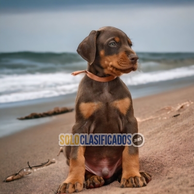 DOBERMAN NORTH C... 