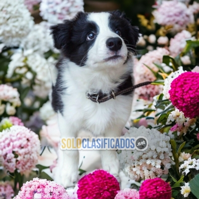 LOVELY BODER COLLIE NORMAL PETS AVAILABLE NOW... 