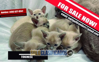 TOKINESE  KITTENS LITTER AVAILABLE... 