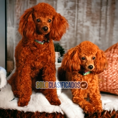 French Poodle Red / French Poodle Red available here... 
