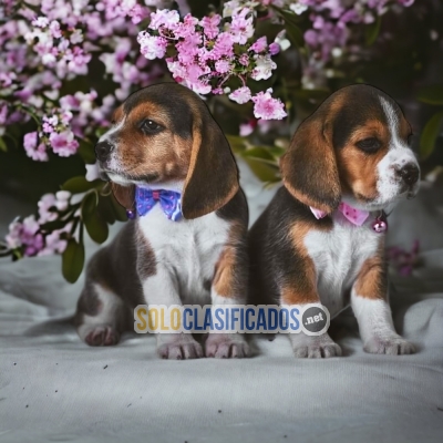 SALES BEAGLE POKET AMERICANO... 